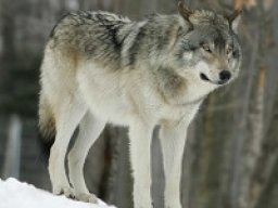 Loup gris